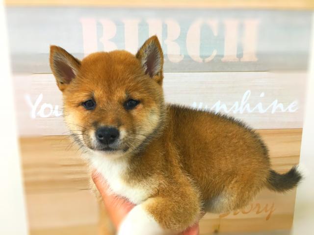 柴犬