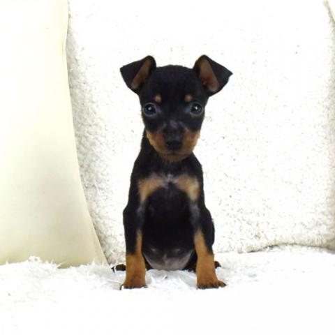 ミニチュアピンシャー