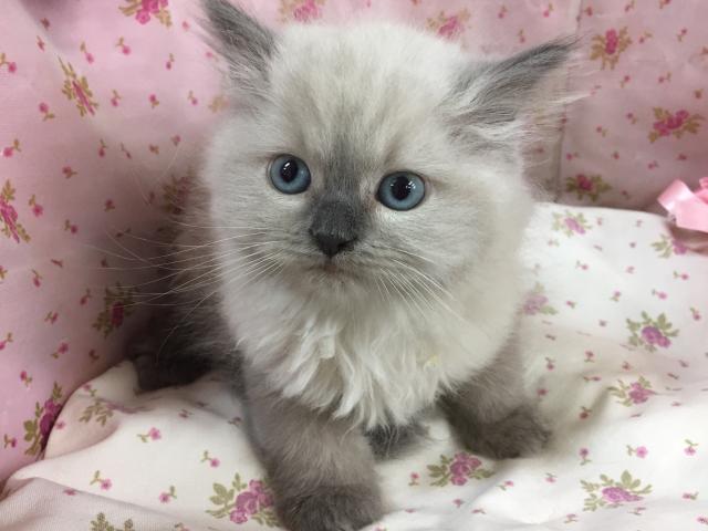 ペルシャ・ヒマラヤン