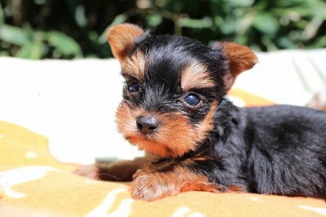 ヨークシャーテリア