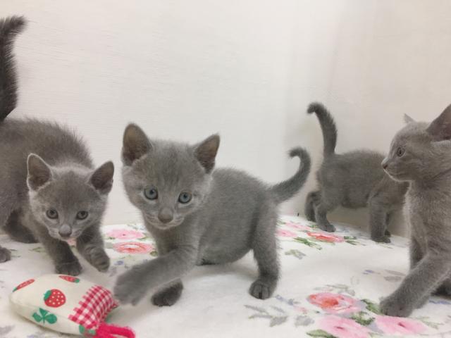 ロシアンブルー