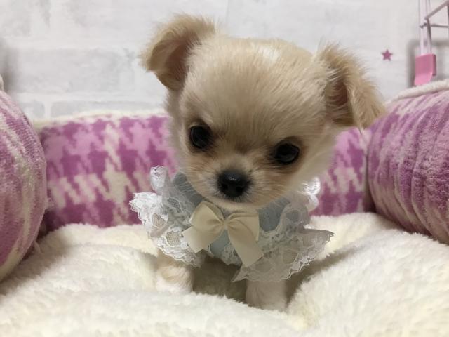 チワワ（ロングコート）