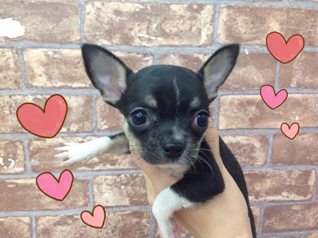 チワワ（スムースコート）