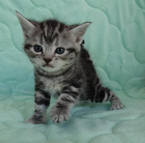 アメリカンショートヘアー