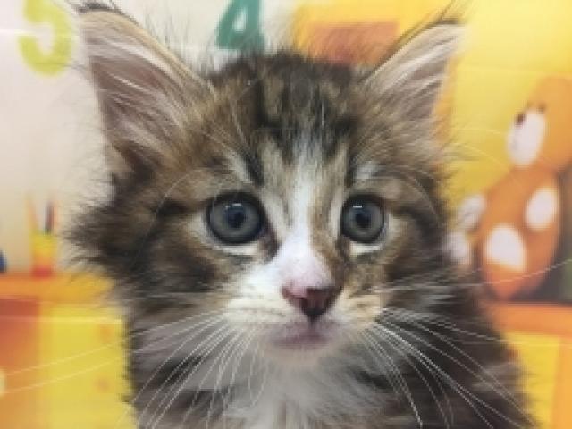 ノルウェージャンフォレストキャット