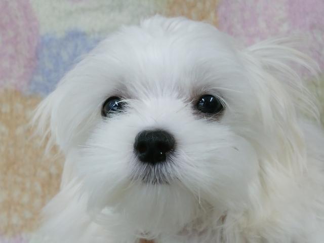 マルチーズ