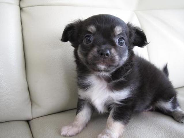 チワワ（ロングコート）