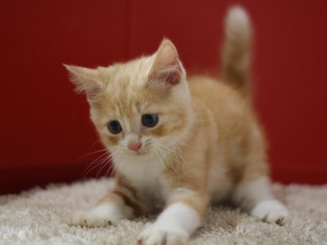 スコティッシュフォールド