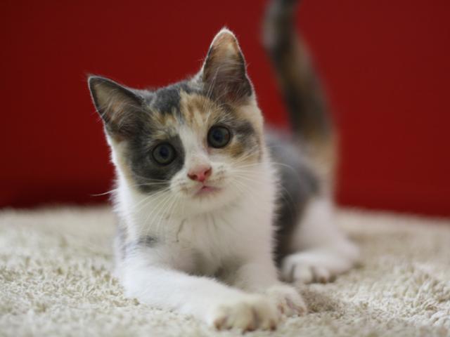 スコティッシュフォールド