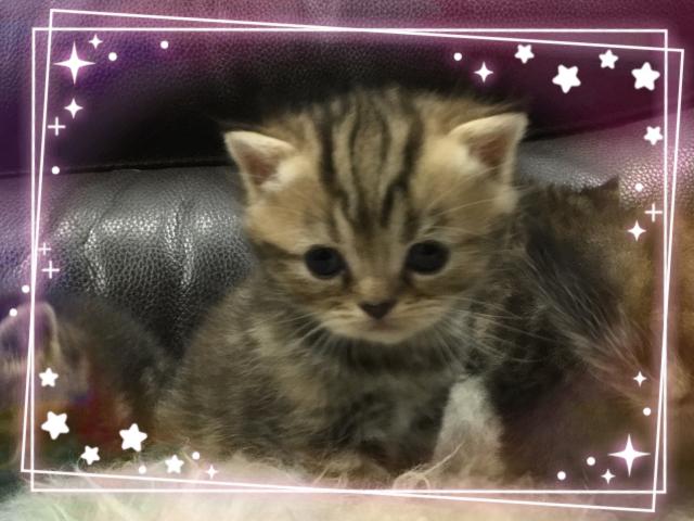 エキゾチックショートヘアー