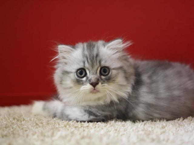 スコティッシュフォールド