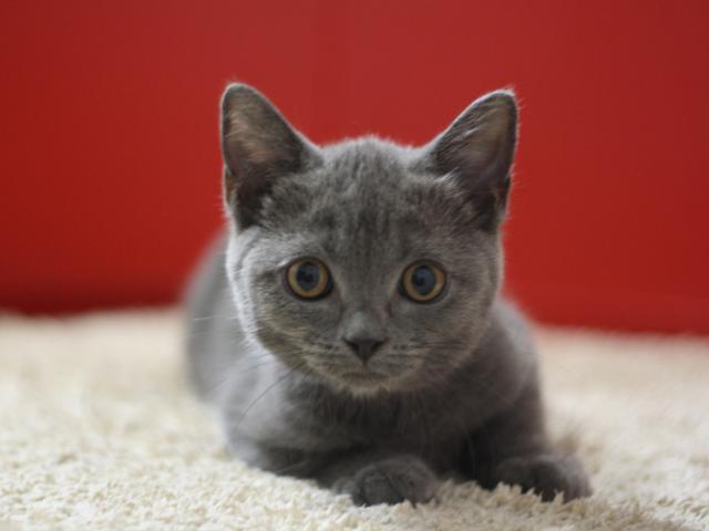 スコティッシュフォールド