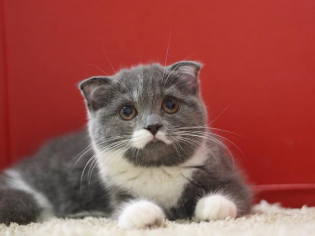 スコティッシュフォールド