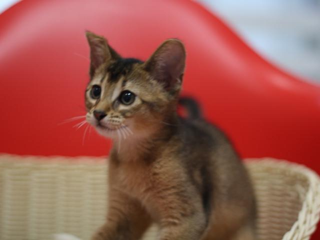 アビシニアン