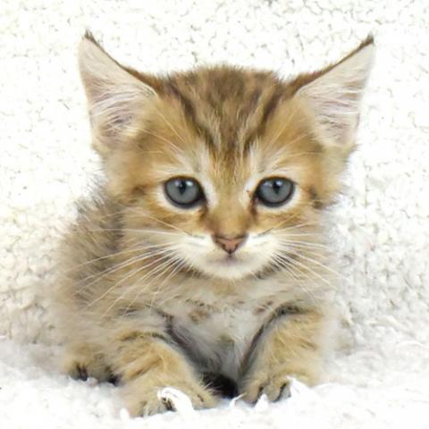 スコティッシュフォールド