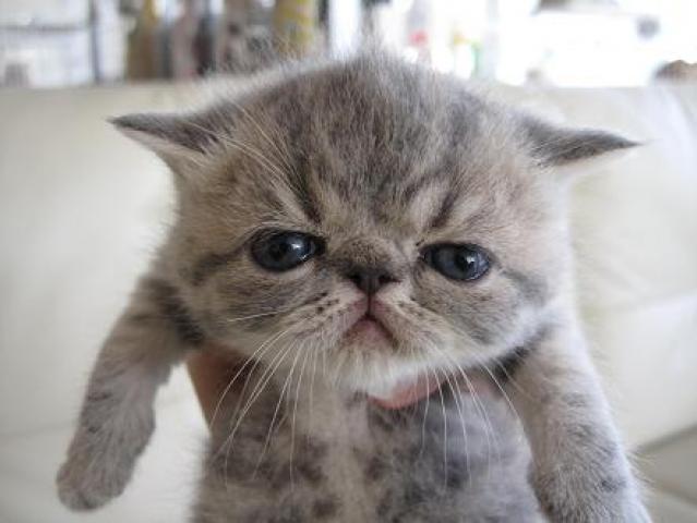 エキゾチックショートヘアー