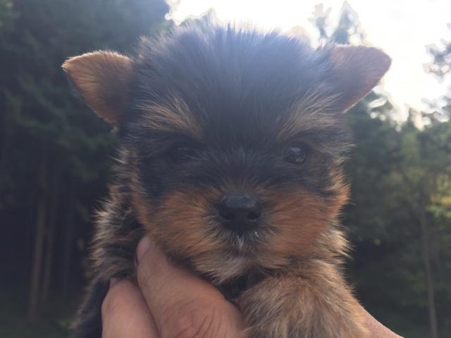 ヨークシャーテリア