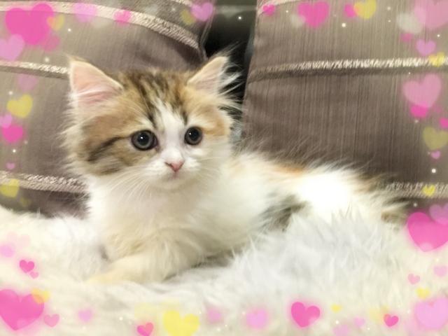 ミヌエット（旧ナポレオン）