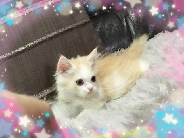 ミヌエット（旧ナポレオン）