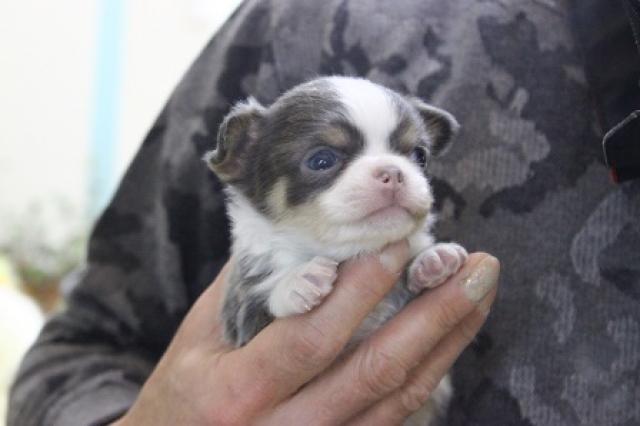 チワワ（ロングコート）