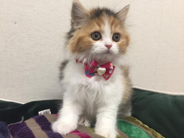 スコティッシュフォールド