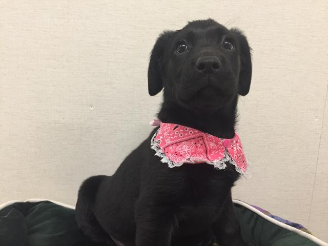 ラブラドールレトリーバー