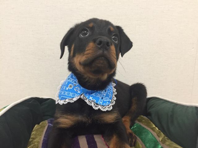 ロットワイラー