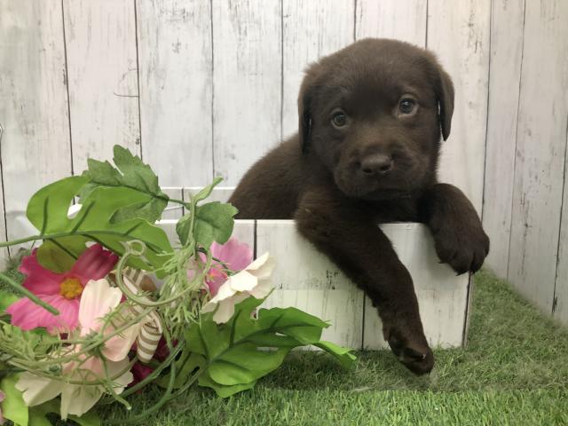 ラブラドールレトリーバー