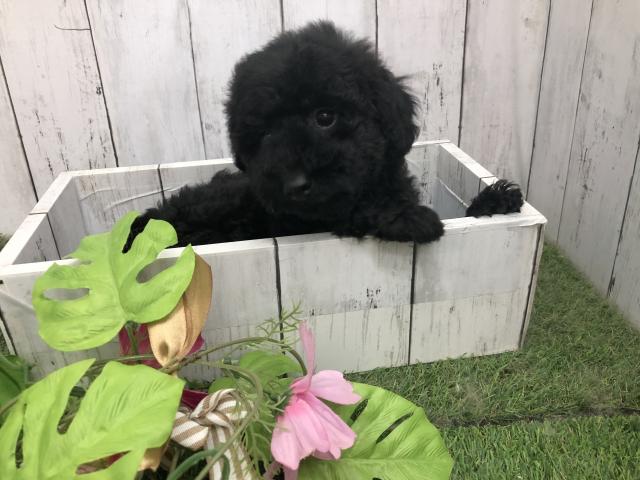 ミニチュアプードル