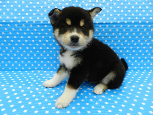 柴犬