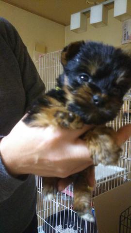 ヨークシャーテリア