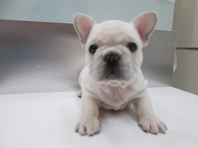 フレンチブルドッグ 可愛い 子犬や子猫たちのペット販売情報が満載 ペットステーション フレンチブルドッグ 可愛い 子犬や子猫たちのペット販売情報が満載 ペットステーション