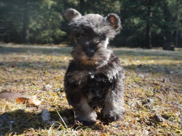 ミニチュアシュナウザー