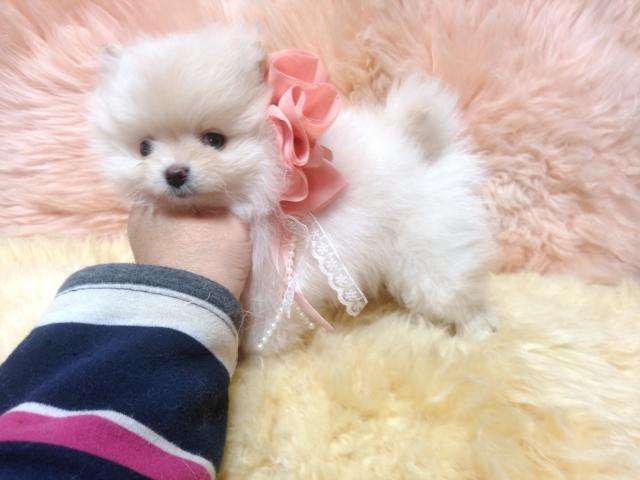 ポメラニアン