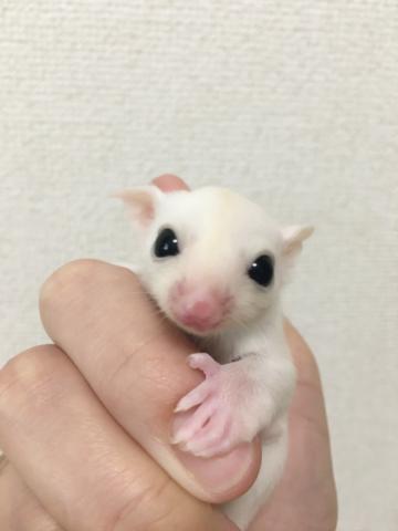 フクロモモンガ リューシ