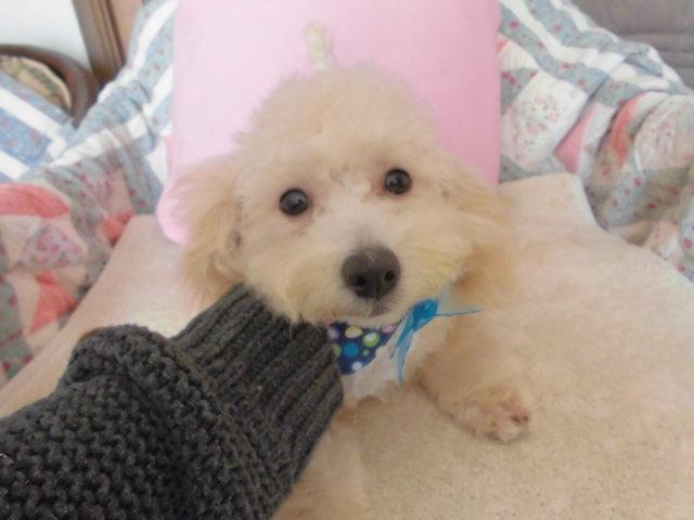 トイプードルタイニー