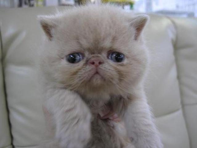 エキゾチックショートヘアー