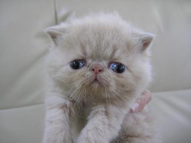 エキゾチックショートヘアー