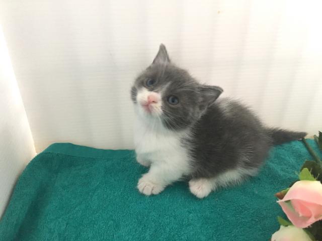 マンチカン(短足)