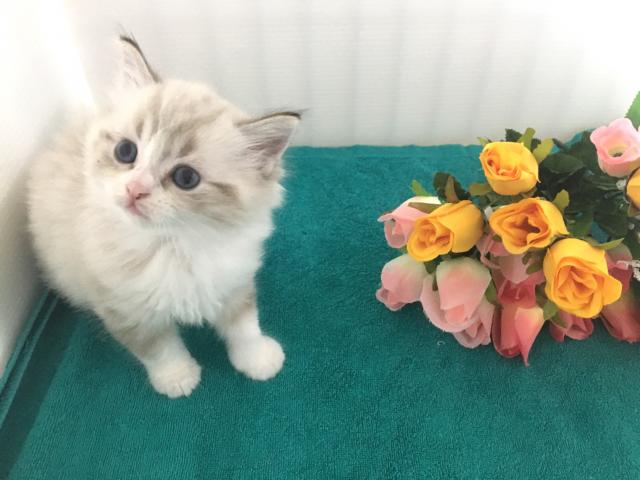 マンチカン(長足)