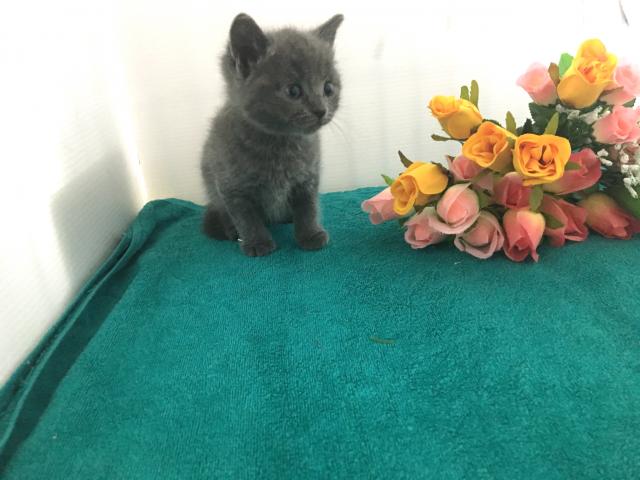 マンチカン(長足)