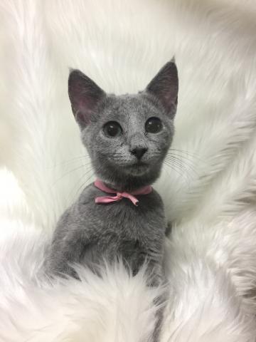 ロシアンブルー