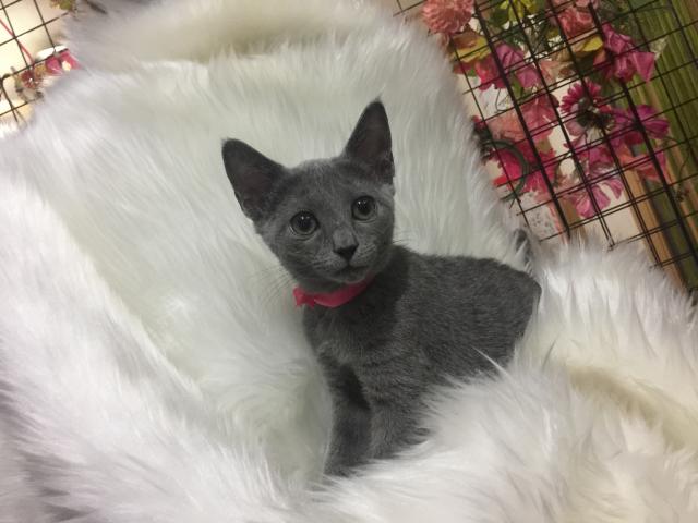 ロシアンブルー