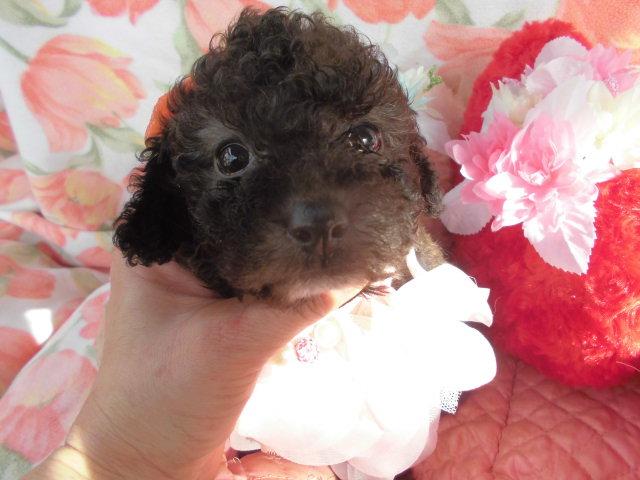 トイプードルタイニー