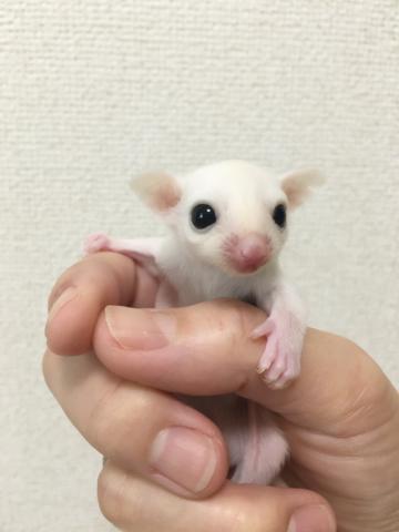 フクロモモンガ リューシ