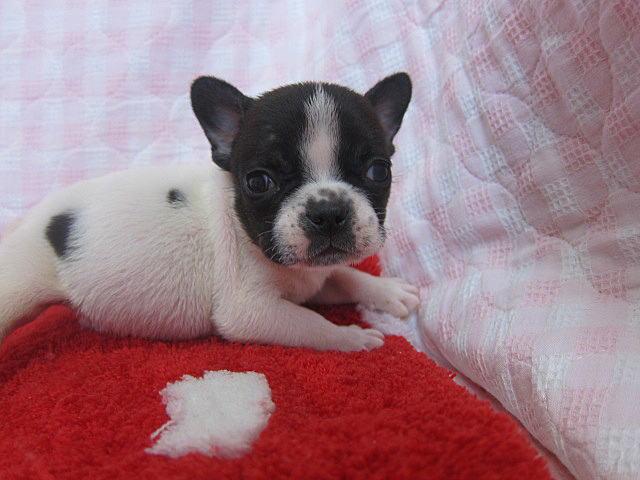 フレンチブルドッグ