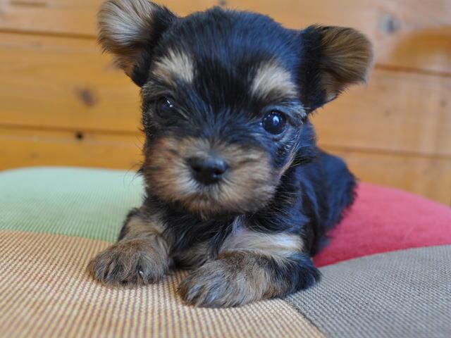 ヨークシャーテリア