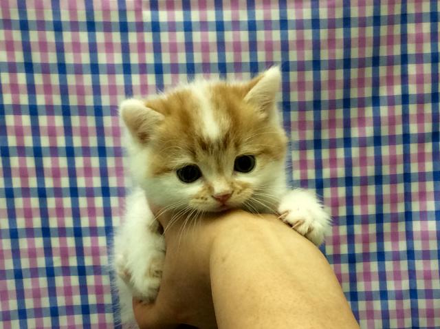 スコティッシュフォールド