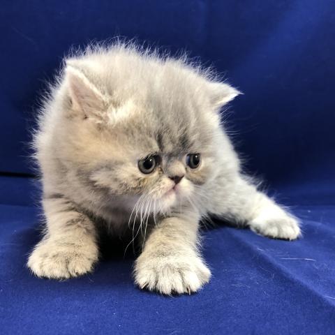 エキゾチックショートヘアー