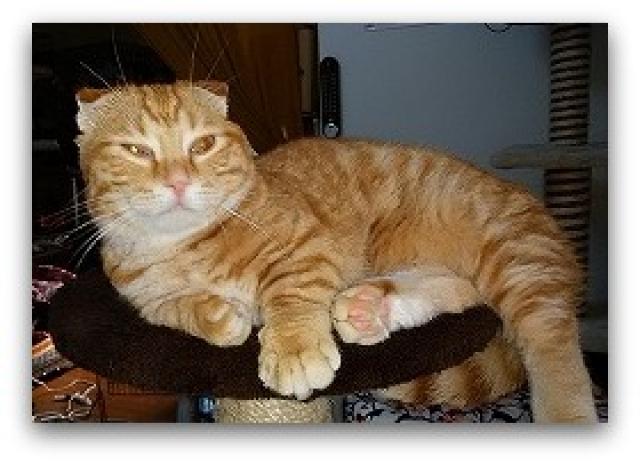 スコティッシュフォールド折れ耳